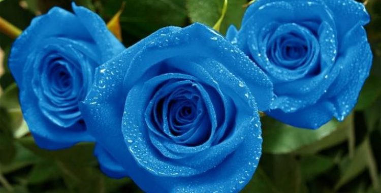 Rosa azul e seus significados Rosa azul e seus significados
